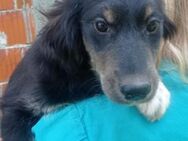 Sina 💗 junge, aktive Husky-Mix Dame - Hamburg