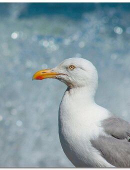 Artland Glasbild Möwe an der Nordseeküste, Vögel (1 St), in verschiedenen Größen
