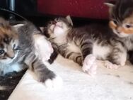 Xxl Maine Coon Kitten - Bechhofen (Bayern)