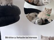 Bkh kitten reinrassig - Rüsselsheim