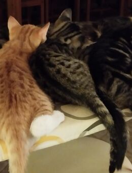 Katzenbabys, Kitten - Bückeburg