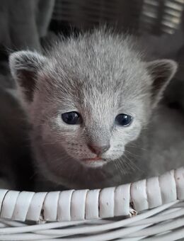 Russisch blau kitten - Hünstetten