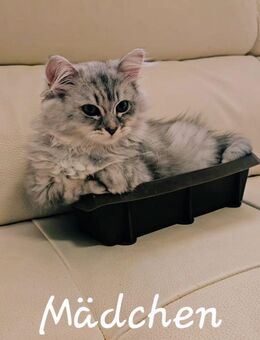 Zwei süße Kätzchen suchen ein neues Zuhause 🥰 - Halle (Saale)