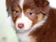 Australian Shepherd Welpen aus langjähriger liebevoller Hausaufzucht ASCA - Eichenzell