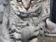 Abgabe ab sofort BKH Mix Kater silver Tabby 12 Wochen alt sucht Dosenöffner - Breisach (Rhein) Zentrum