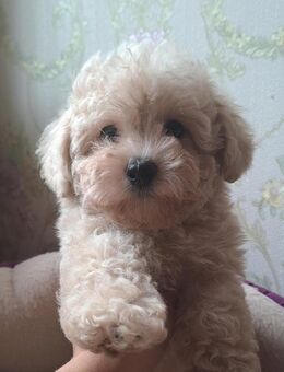 Maltipoo Welpen Stammbaum - Kaufbeuren