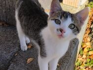 Babykatze sucht neues Zuhause - Unterthingau