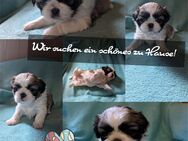 Shih Tzu Welpen / reinrassig Maui, Cookie und Luna sind RESERVIERT - Seeland Gatersleben