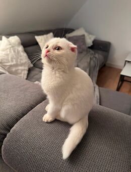 Mischlingskitten - Korntal-Münchingen