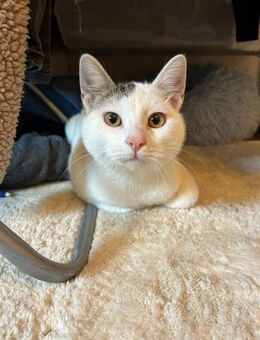 Zuhause gesucht für Smartie - Miesbach