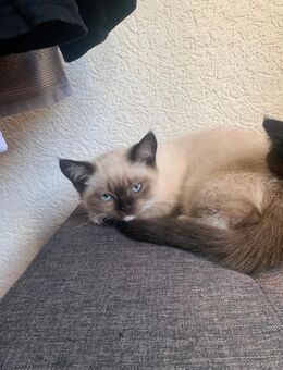 13 Wochen alte Kitten suchen neues Zuhause - Wuppertal