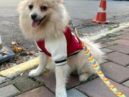 Toller Spitz sucht neues Zuhause - Berlin