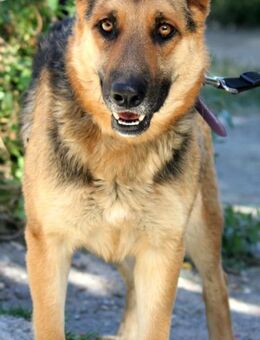Lucy sucht ihr Für-Immer-Zuhause - Grevenbroich