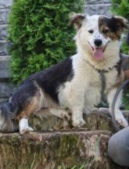 Joker - temperamentvoller Wirbelwind - Rheine