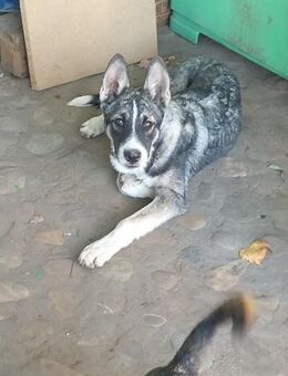 Lupus - sucht eine Pflegestelle - Celle