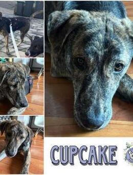 CUPCAKE * freundlicher Hundejunge - Duisburg