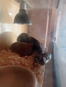 Boa constrictor constrictor - Kirchlinteln