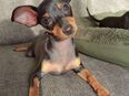 Zwergpinscher Welpe in 6430