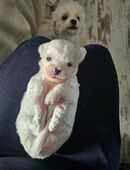 Süsse Bischonfriese Chihuahua Mix wollen gerne besucht werden in 01728