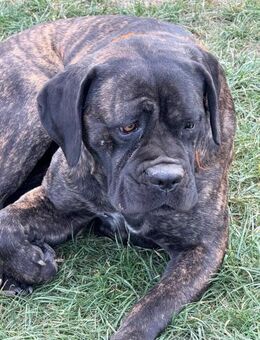 Ich heiße Stella ... - Frankfurt (Main)