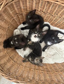 Babykatzen/ Kitten abzugeben - Duisburg