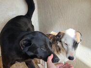 🧡Tolle Hündin Tyra sucht dich🐶✨ - Eislingen (Fils)