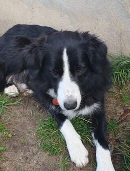 Welpen Mama Border Colli / Papa Border Colli/Harzer Fuchs - Glasewitz