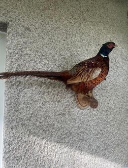 Alte Ausgestopfter Fasan - Köln