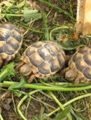 griechische Breitrandschildkröten T.marginata, NZ 2023 in artgerechte Haltung abzugeben in 53229