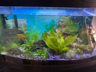 Aquarium 200L - Borken (Hessen)