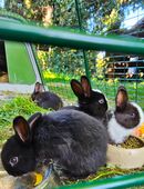 Zwergkaninchen in 16818