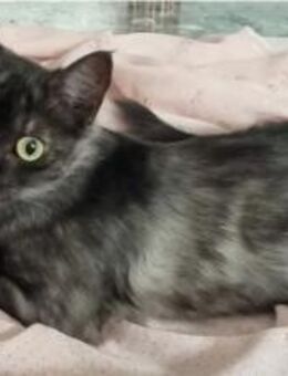 Dringend! Shadow (FeLVpos)- liebes Wesen - Wilhelmsfeld