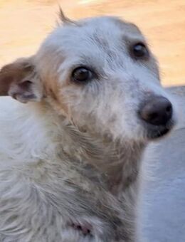 Joana hatte keinen tollen Start - Wöllstadt