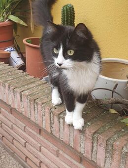 GUINDILLA, w., kastr., EHK Halblanghaar - Sipplingen