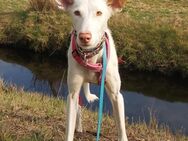 Milky vom Schattenhund zum Reiseprofi - Jade