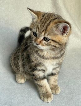BKH Britisch Kurzhaar Kitten - Ritterhude