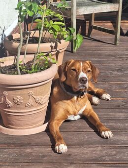 Hund in gute Hände abzugeben - Neubrandenburg