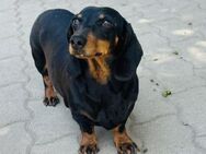 🐾 Csini kleines Dackelherz - Kassel