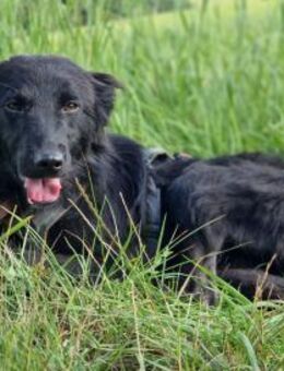 Alfa der süße Fratz - Kissing