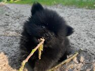 Nur noch ein Mini Pomeranian Mädchen - Brandenburg (Havel)