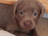 süße kleine Labrador Welpen - Altengottern