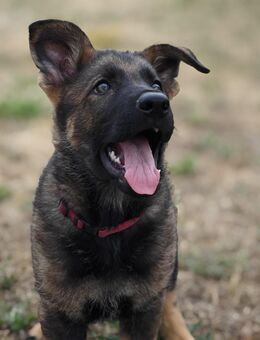 Dt. Schäferhundwelpen aus 100% DDR-Blutlinien mit roten SV/VDH Papieren. - Dresden