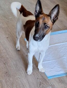 Zarte Hope sucht Kuschelmensch - Chemnitz