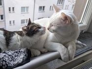 😻 Aspita & Jerry zwei Schmuser - Benediktbeuern