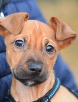 Beetlejuice - verschmust & neugierig - Lohmar