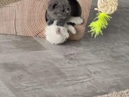 Bkh Kitten suchen ein neues Zuhause - Hückelhoven