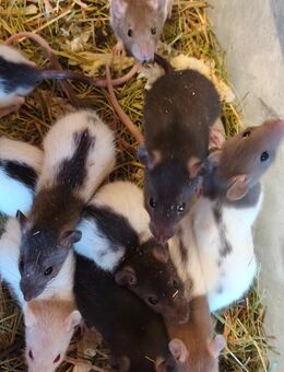 Ratten Welpen - Karlsruhe