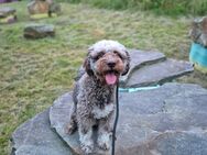 Lagotto romagnolo - Dortmund