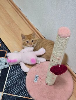 Kitten lilli - Siegen (Universitätsstadt)