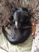 Freddy sucht ein liebevolles Zuhause in 39130